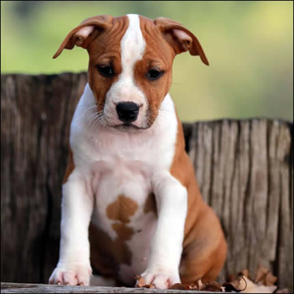 Cucciolo American Staffordshire Terrier