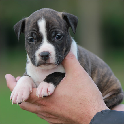 Cucciolo American Staffordshire Terrier