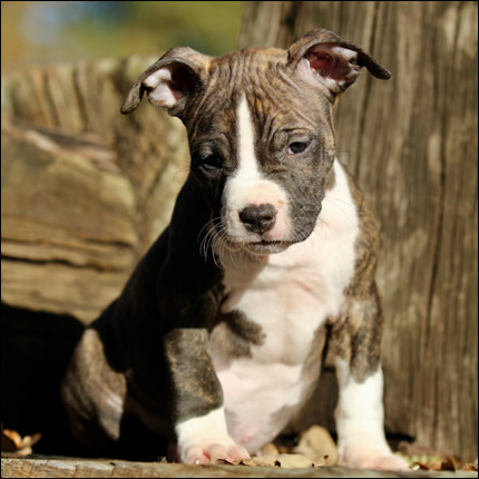 Cucciolo American Staffordshire Terrier