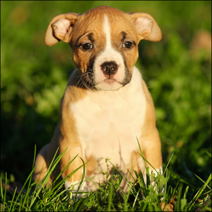 Cucciolo American Staffordshire Terrier