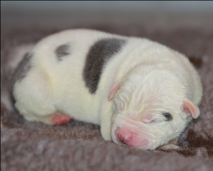 Cucciolo American Staffordshire Terrier