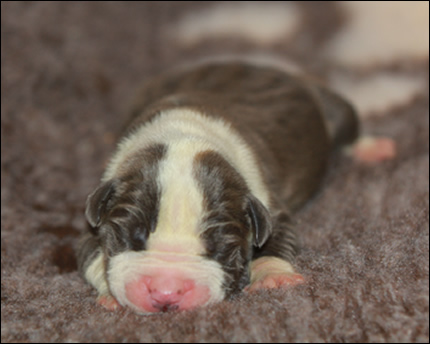 Cucciolo American Staffordshire Terrier