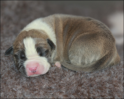 Cucciolo American Staffordshire Terrier