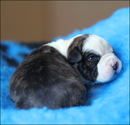 Cucciolo American Staffordshire Terrier