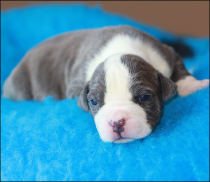 Cucciolo American Staffordshire Terrier