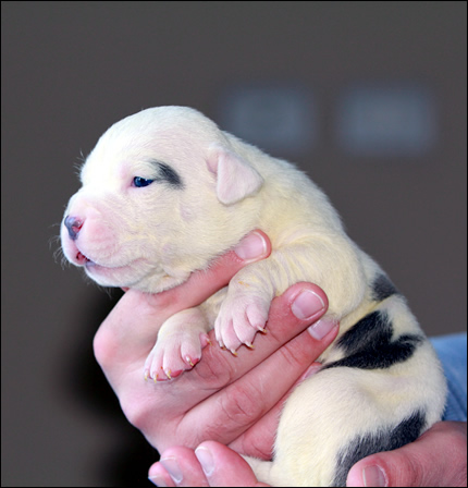 Cucciolo American Staffordshire Terrier