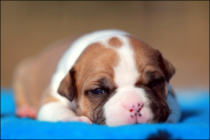 Cucciolo American Staffordshire Terrier