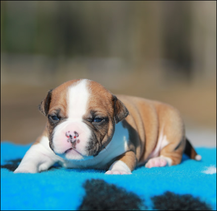 Cucciolo American Staffordshire Terrier