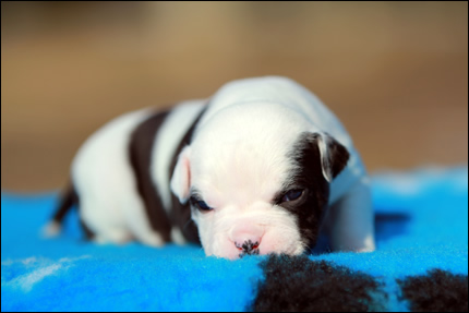 Cucciolo American Staffordshire Terrier