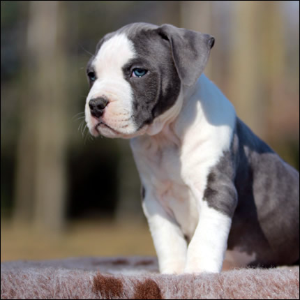 Cucciolo American Staffordshire Terrier