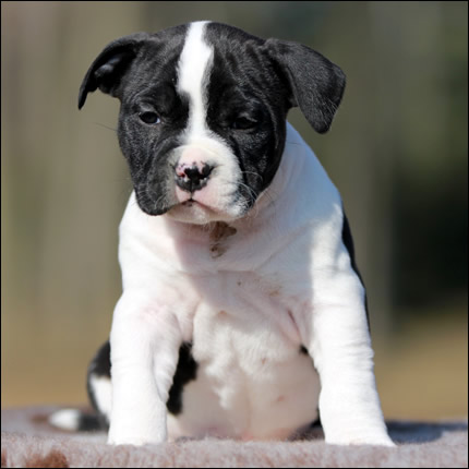 Cucciolo American Staffordshire Terrier