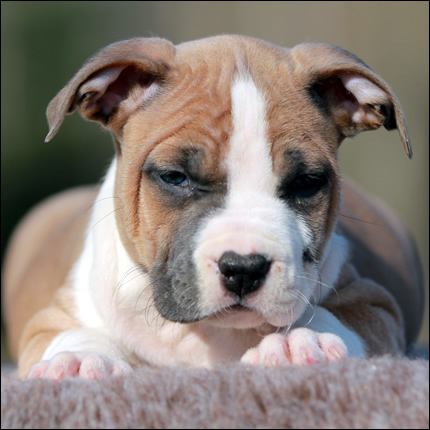 Cucciolo American Staffordshire Terrier