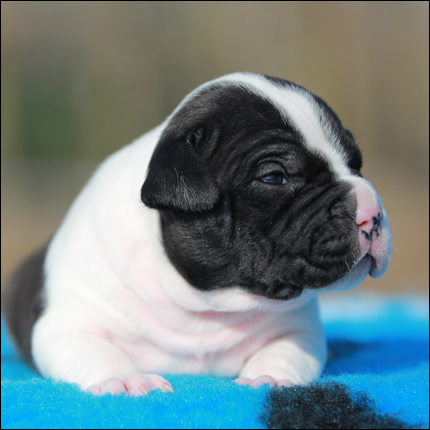 Cucciolo American Staffordshire Terrier