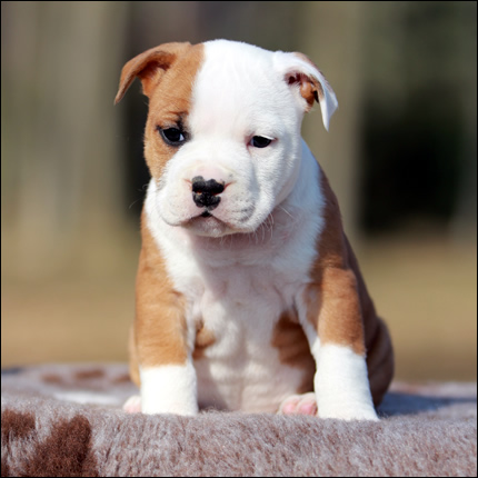 Cucciolo American Staffordshire Terrier