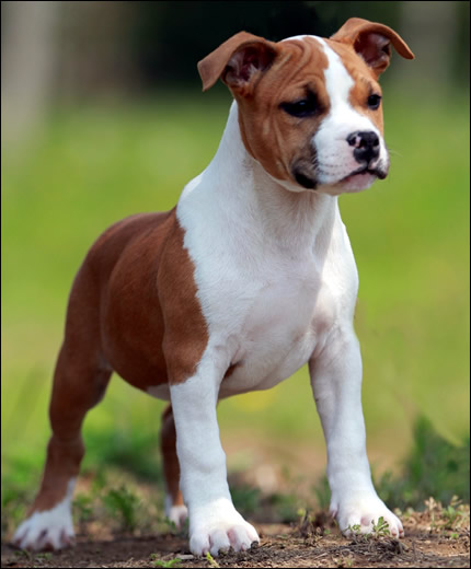 Cucciolo American Staffordshire Terrier