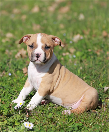 Cucciolo American Staffordshire Terrier