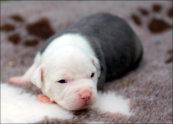 Cucciolo American Staffordshire Terrier