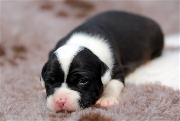 Cucciolo American Staffordshire Terrier