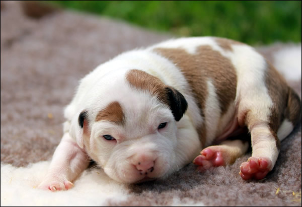 Cucciolo American Staffordshire Terrier