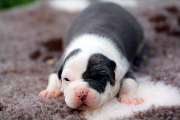 Cucciolo American Staffordshire Terrier