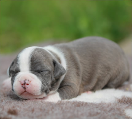 Cucciolo American Staffordshire Terrier