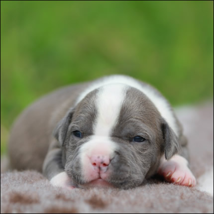 Cucciolo American Staffordshire Terrier