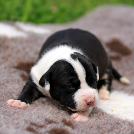 Cucciolo American Staffordshire Terrier