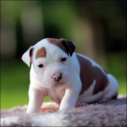 Cucciolo American Staffordshire Terrier