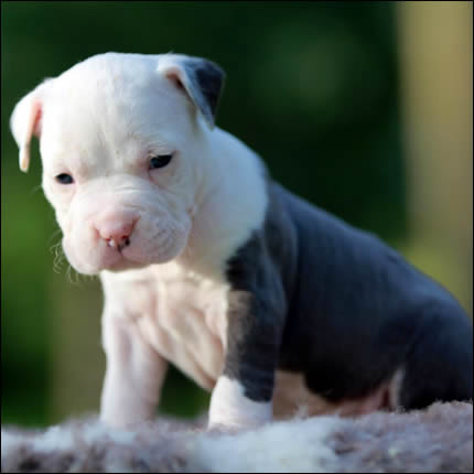 Cucciolo American Staffordshire Terrier