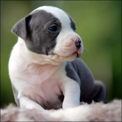 Cucciolo American Staffordshire Terrier