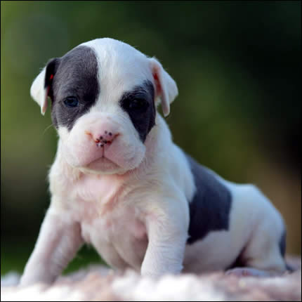 Cucciolo American Staffordshire Terrier