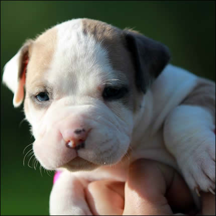 Cucciolo American Staffordshire Terrier