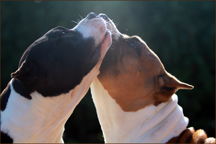 Foto Amstaff