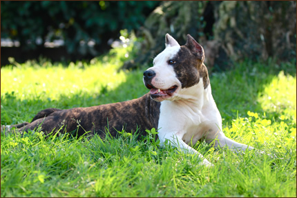 Foto Amstaff