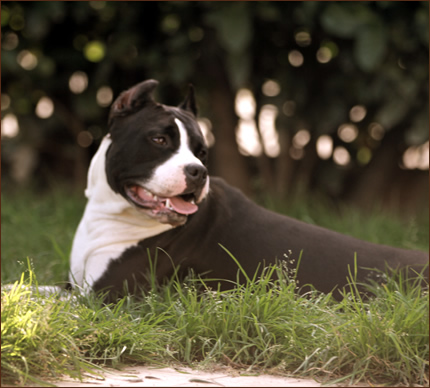 Foto Amstaff