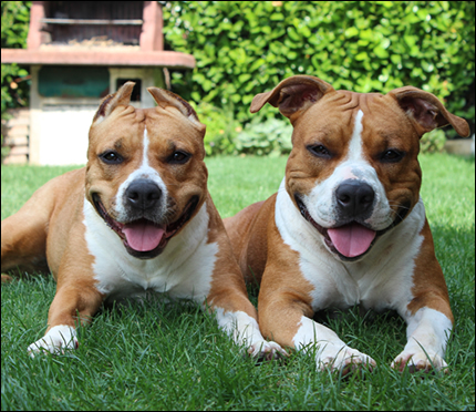 Foto Amstaff