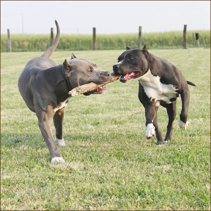 Foto Amstaff