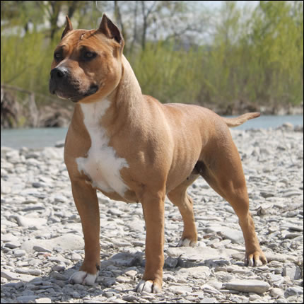 Foto Amstaff