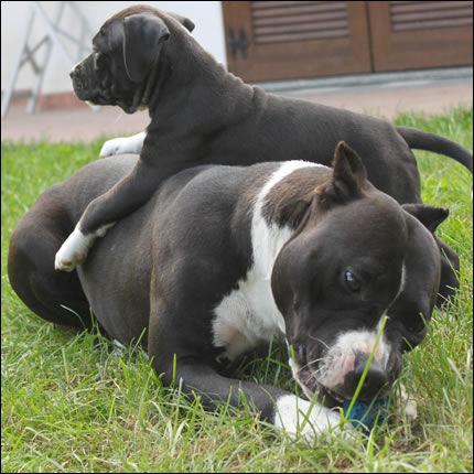 Foto Amstaff