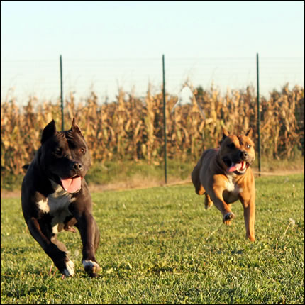 Foto Amstaff