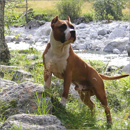 Foto Amstaff