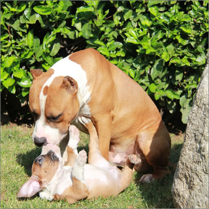 Foto Amstaff