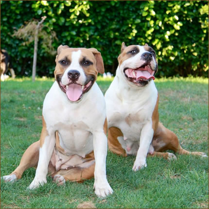 Foto Amstaff