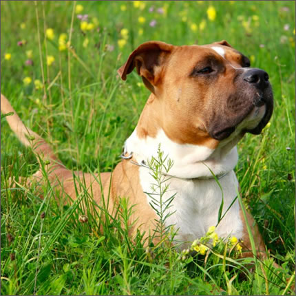 Foto Amstaff