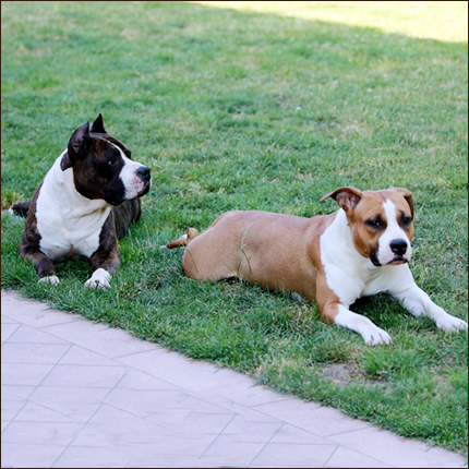 Foto Amstaff