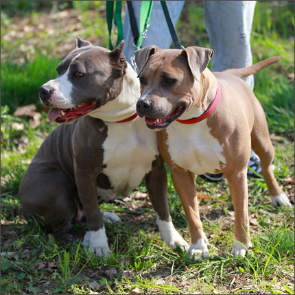 Foto Amstaff