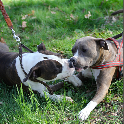 Foto Amstaff