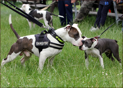 Foto Amstaff