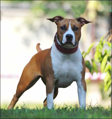 I Forest Dragon GM Amstaff