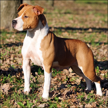 I Forest Dragon GM Amstaff